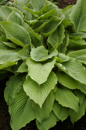 Hosta 'Colossal'