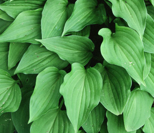 Hosta 'Craig's Temptation'