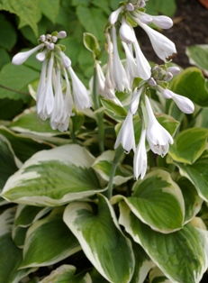 Hosta 'Diana Remembered'