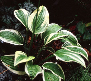 Hosta 'Emily Dickinson'