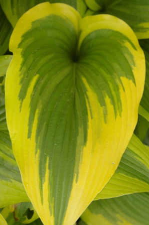 Hosta 'Fortunei Aureomarginata'