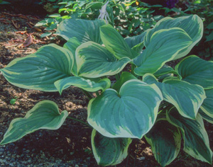 Hosta 'Fragrant Dream'