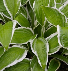Hosta 'Ginko Craig'