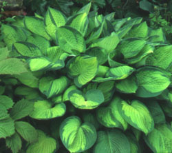 Hosta 'Gold Standard'