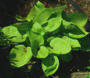 Hosta 'Golden Prayers'