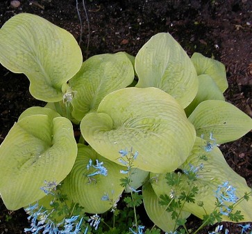 Hosta 'Golden Sunburst'
