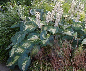 Hosta 'Great Expectations'