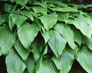 Hosta 'Green Fountain'