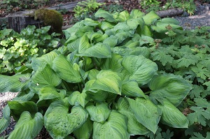 Hosta 'Guacamole'