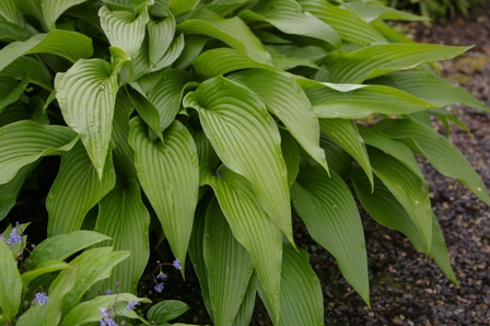 Hosta 'Hirao Splendor'