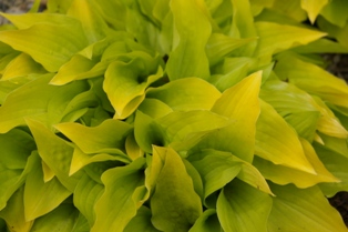 Hosta 'Hydon Sunset'