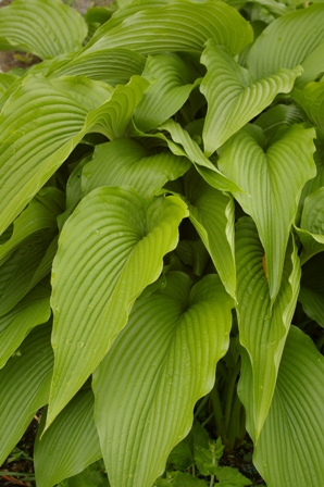 Hosta 'Jade Cascade'