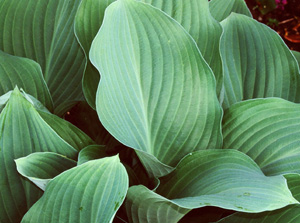 Hosta 'Krossa Regal'