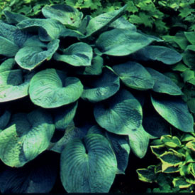 Hosta 'Lakeport Blue'