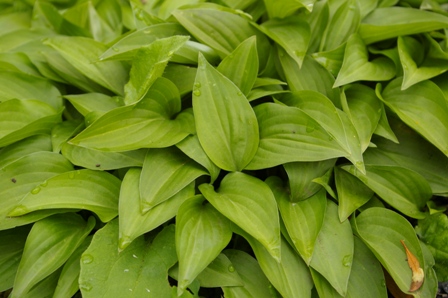 Hosta 'Lancifolia'