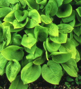 Hosta 'Little Aurora'