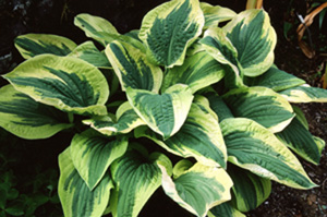 Hosta 'Mildred Seaver'