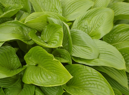 Hosta montana