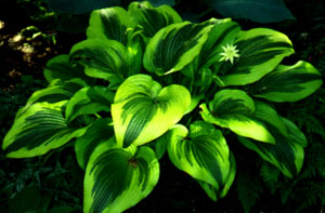 Hosta montana 'Aureo-marginata'