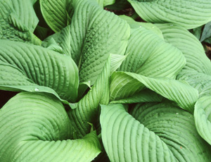 Hosta montana 'Praeflorens'