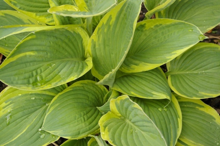 Hosta 'Mount Hope'