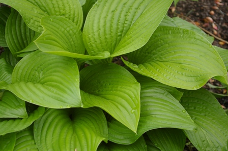 Hosta 'Old Faithful'