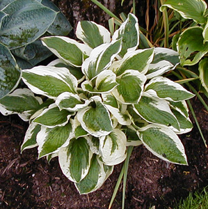 Hosta 'Patriot'