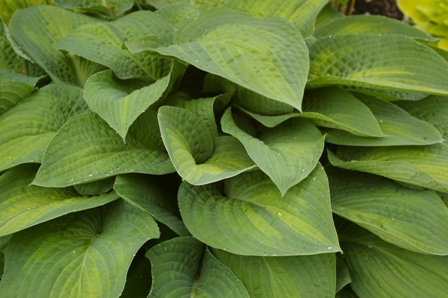 Hosta 'Paul's Glory'