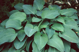 Hosta 'Pearl Lake'