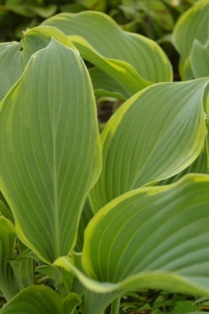 Hosta 'Regal Splendor'