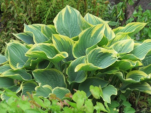 Hosta 'Sagae'