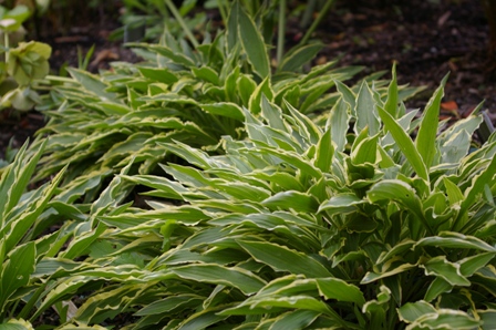 Hosta 'Stiletto'
