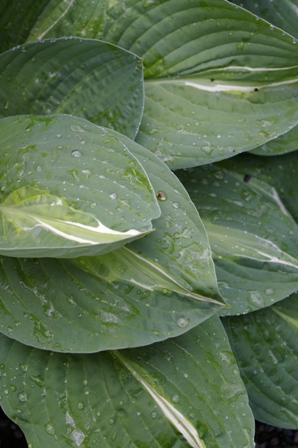 Hosta 'Striptease'