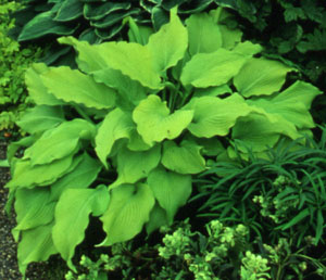 Hosta 'Sun Power'