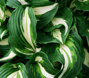 Hosta undulata 'Medio Variegata'