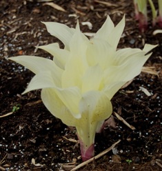 Hosta 'White Feather'