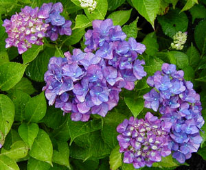 Hydrangea 'Jennifer'