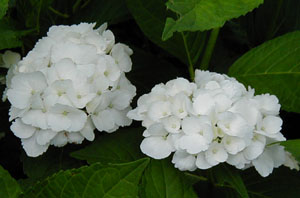 Hydrangea 'Madame Emile Mouillere'