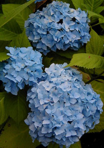 Hydrangea 'All Summer Beauty'