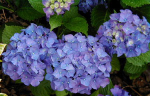 Hydrangea 'Alpengluhen'