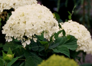 Hydrangea arborescens 'Annabelle'