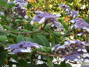 Hydrangea aspera 'Macrophylla'