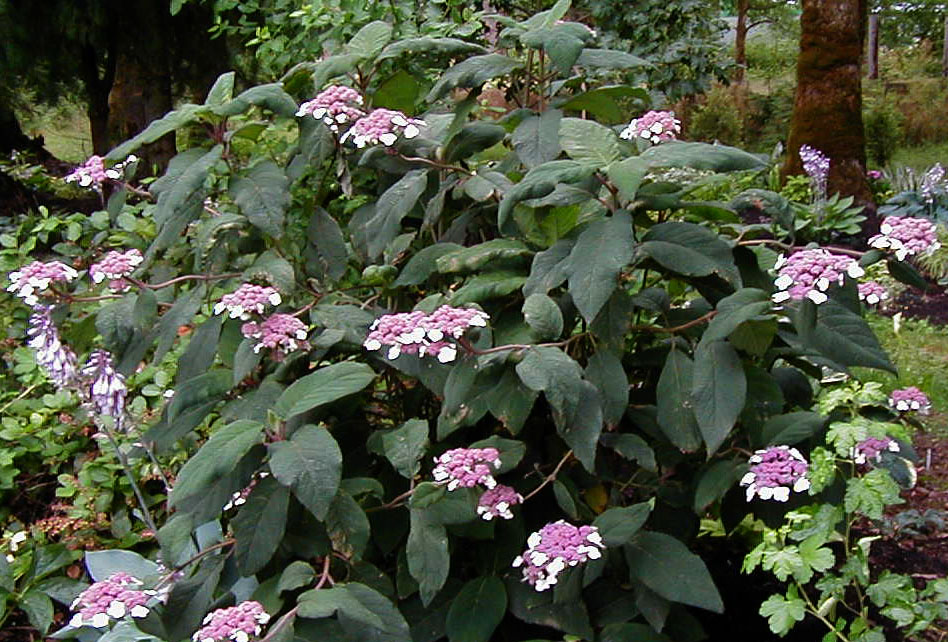 Hydrangea aspera 'Macrophylla'