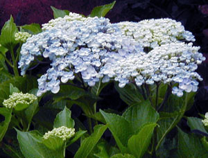 Hydrangea 'Ayesha'
