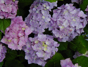 Hydrangea 'Blauer Prinz'