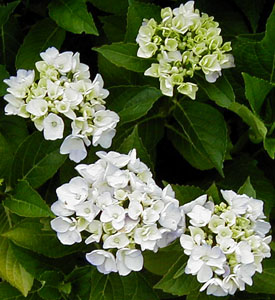 Hydrangea 'Domotoi'