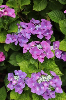 Hydrangea 'Fasan'