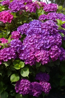 Hydrangea 'Freudenstein'