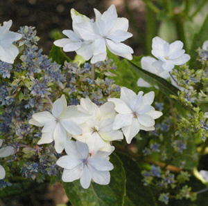 Hydrangea 'Fuji Waterfall'