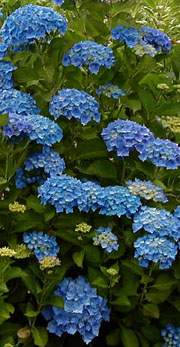 Hydrangea 'Goliath'